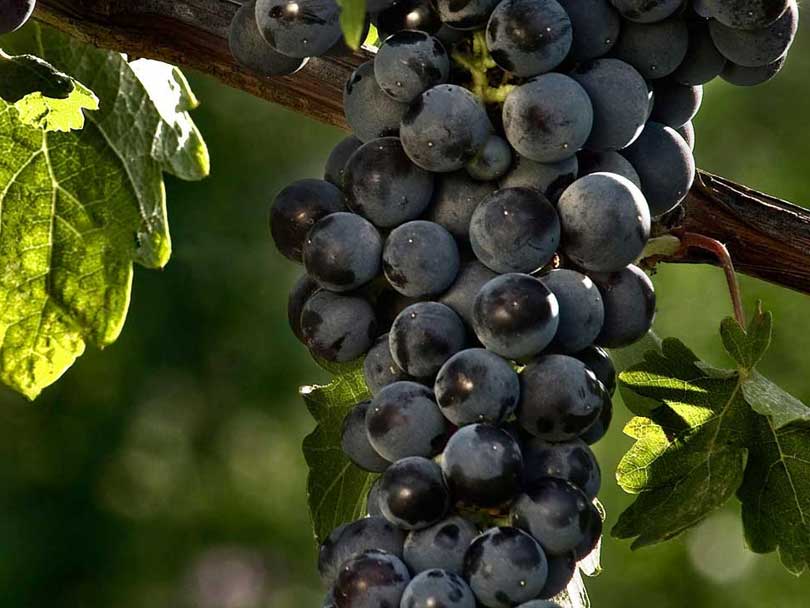 Cabernet Sauvignon: una cepa versátil
